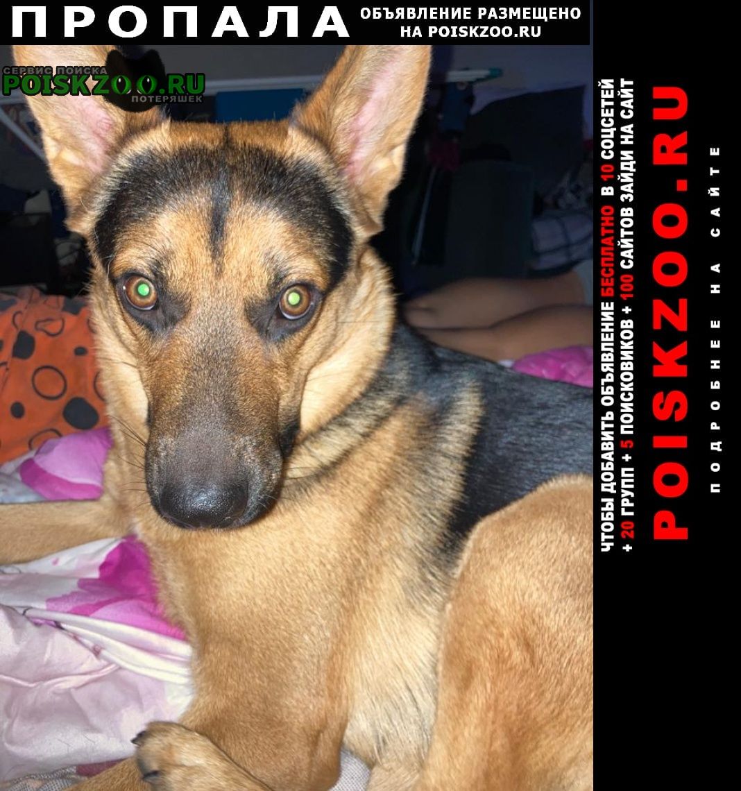 Пропала собака кобель молодой Москва
