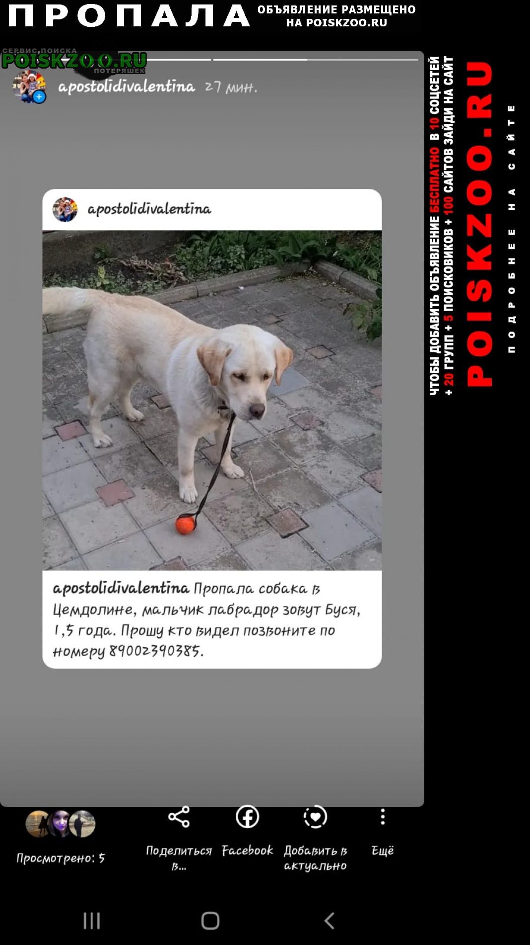 Новороссийск Пропала собака кобель в цемдолине