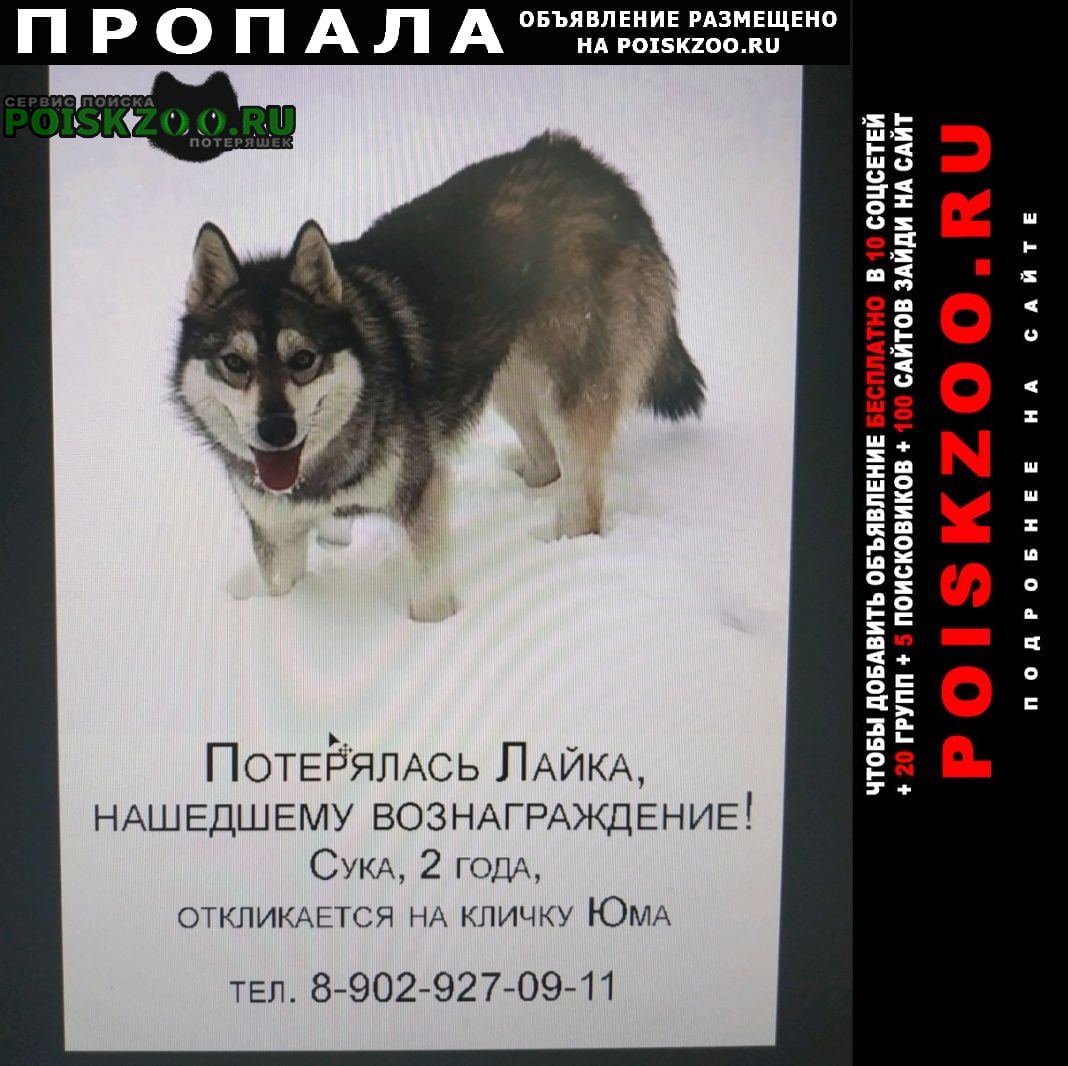 Пропала собака лайка Красноярск