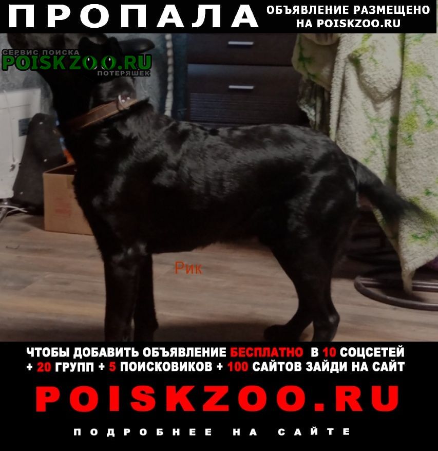 Пропала собака кобель убежал из дома чёрный лабрадор Белгород