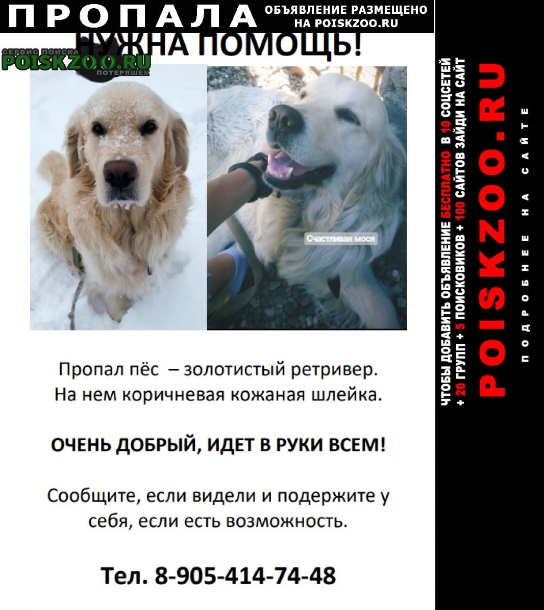 Пропала собака кобель. в районе днт полет пёс Ставрополь