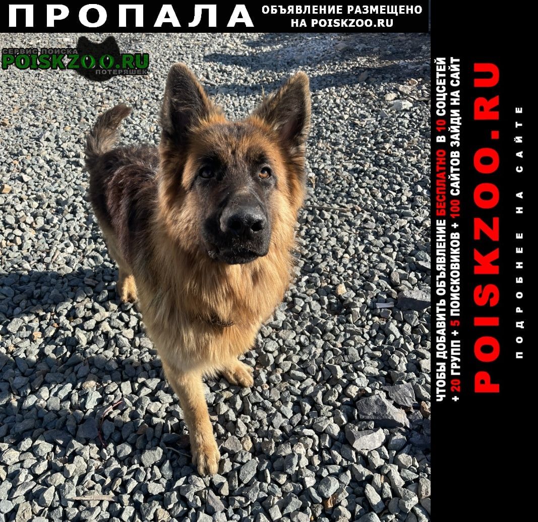 Пропала собака Владивосток, райт, черно-рыжий, клеймо на ушке, черный  ошейник.. №145904