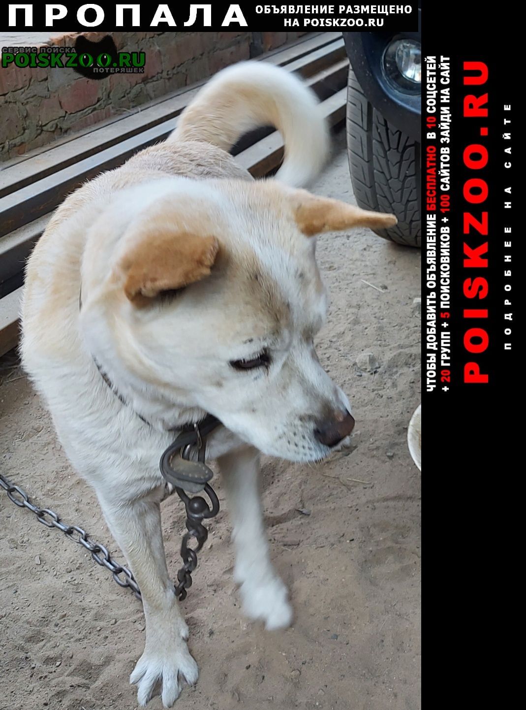Пропала собака кобель Кинешма