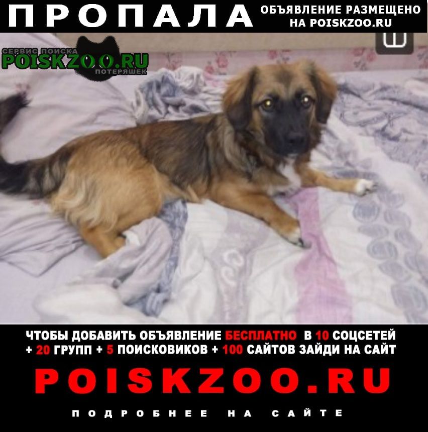 Пропала собака Ульяновск