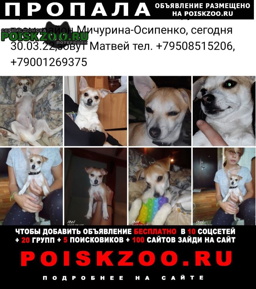 Пропала собака кобель помогите найти Ростов-на-Дону