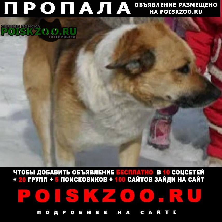 Пропала собака кобель Иваново