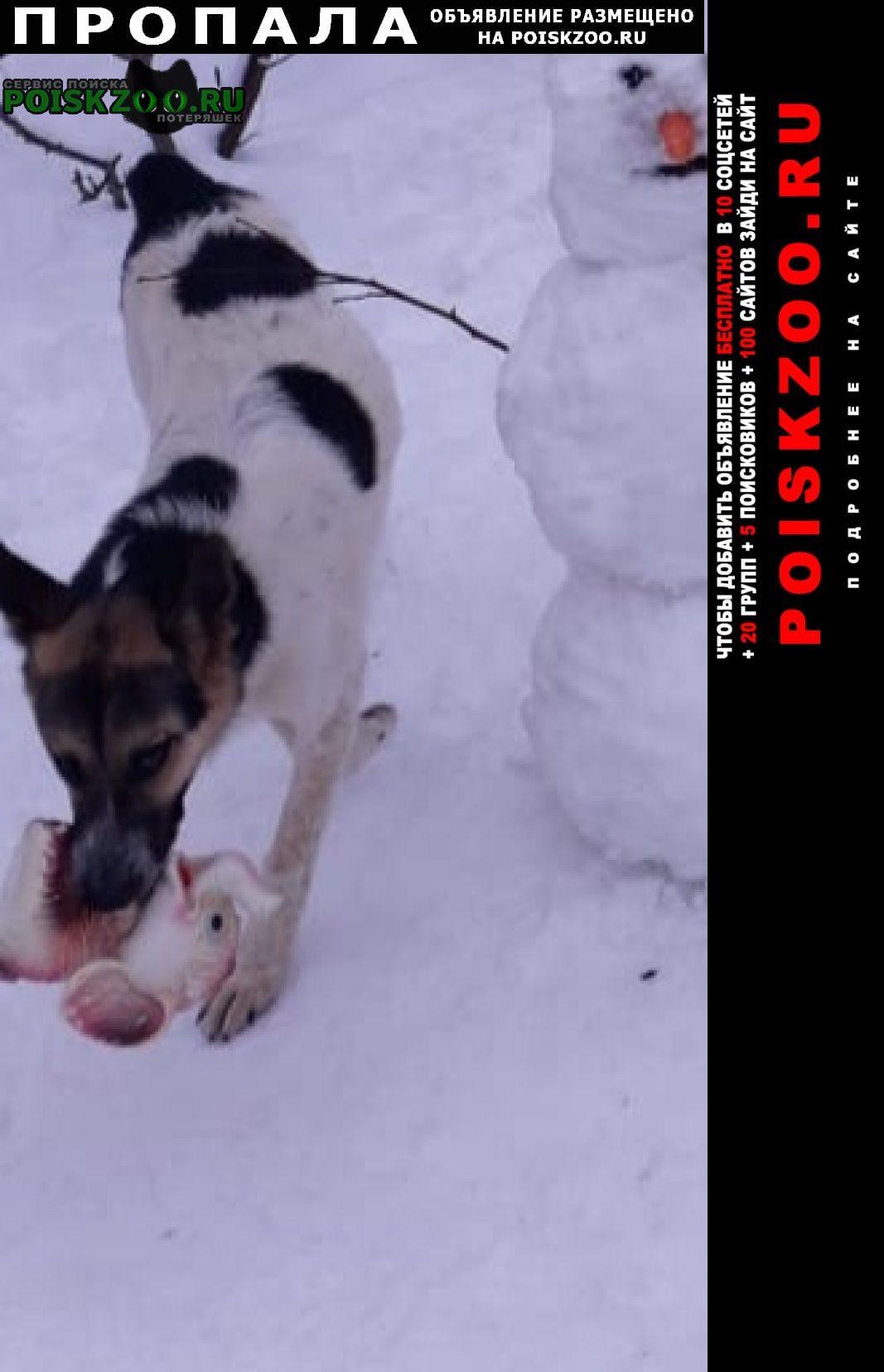 Пропала собака кобель кабель Нарофоминск