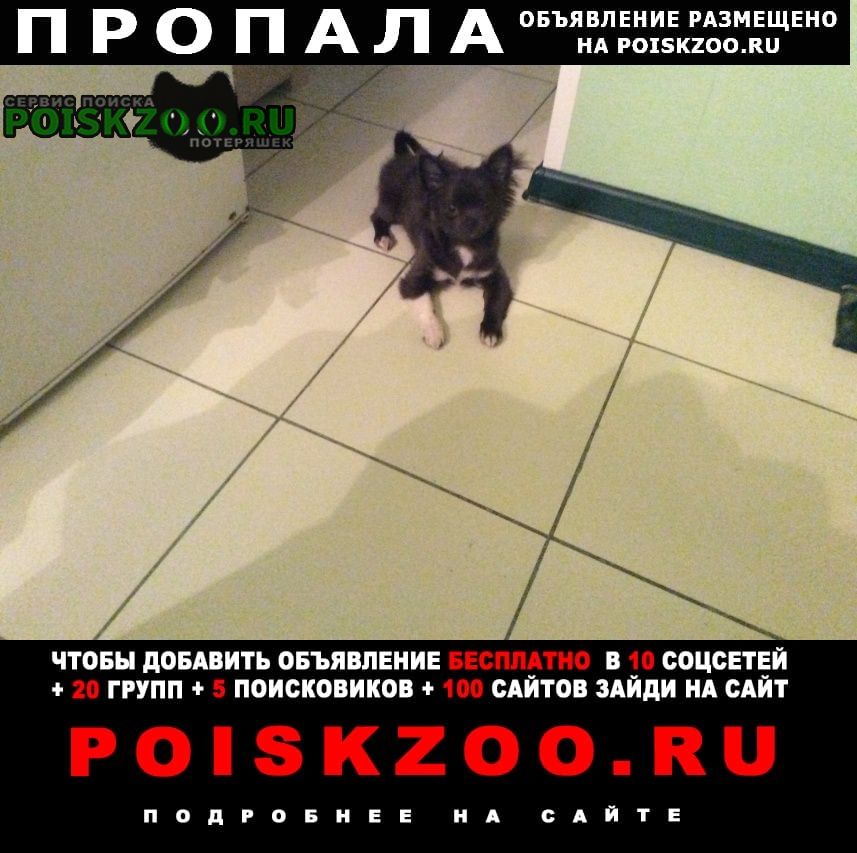 Пропала собака кобель маленькая собачка чихуахуа Москва