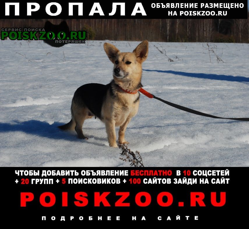 Переславль-Залесский Пропала собака маленькая
