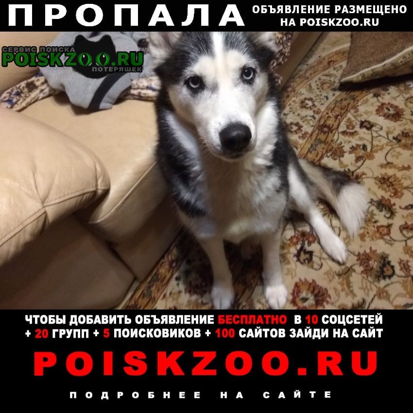 Пропала собака Нарофоминск