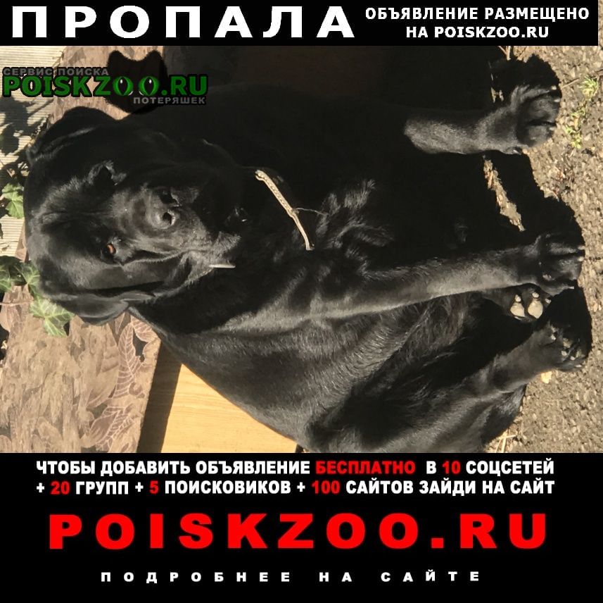 Пропала собака кобель Невинномысск