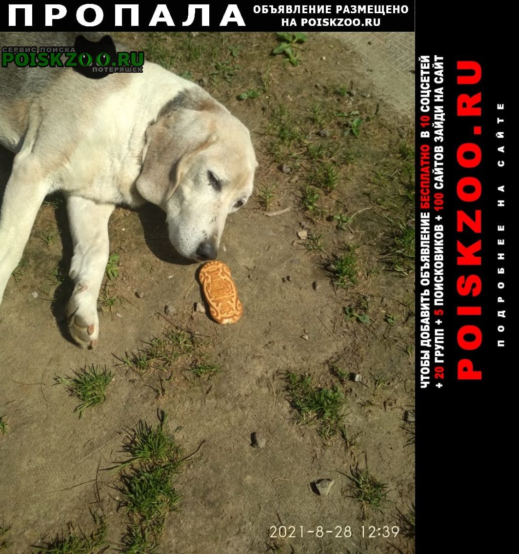 Пропала собака кобель эстонская гончая Михнево