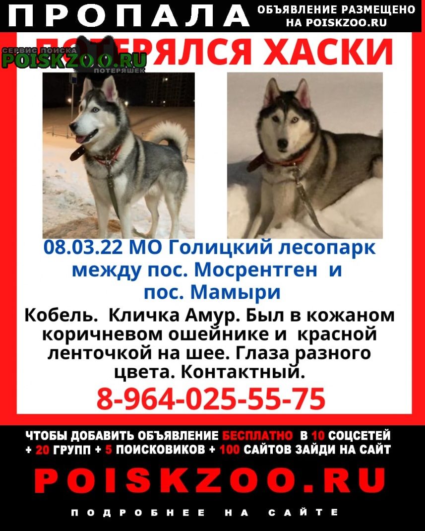 Пропала собака кобель хаски Москва
