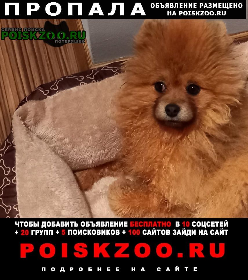 Владивосток Пропала собака кобель щенок породы померанский шпиц.