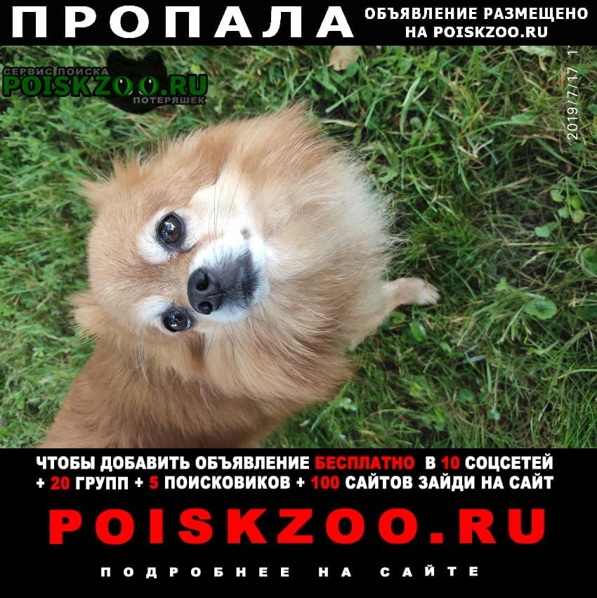 Москва Пропала собака кобель
