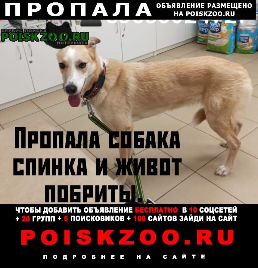 Казань Пропала собака 8 апреля