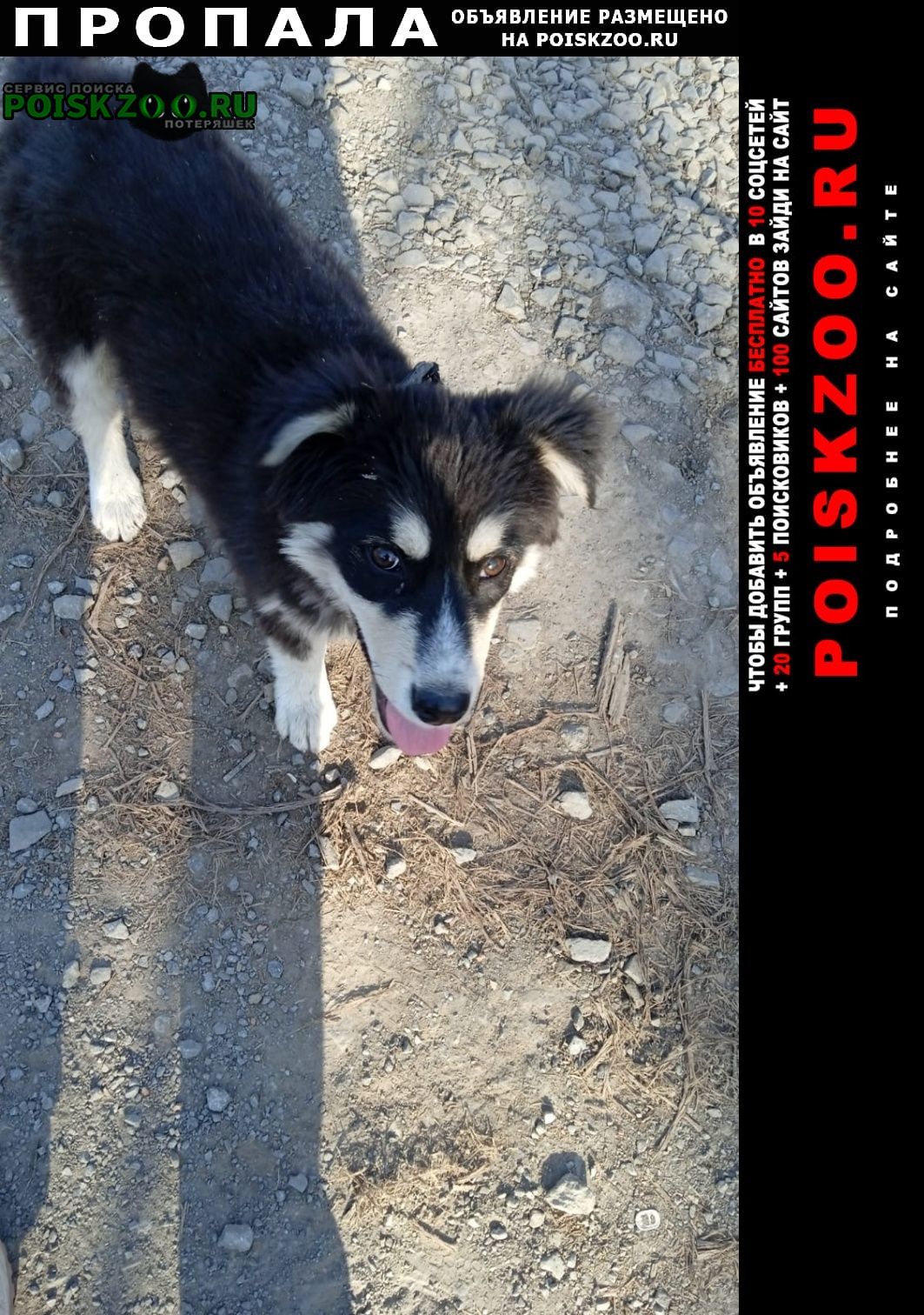 Ростов-на-Дону Пропала собака кобель хаски черно-белый.