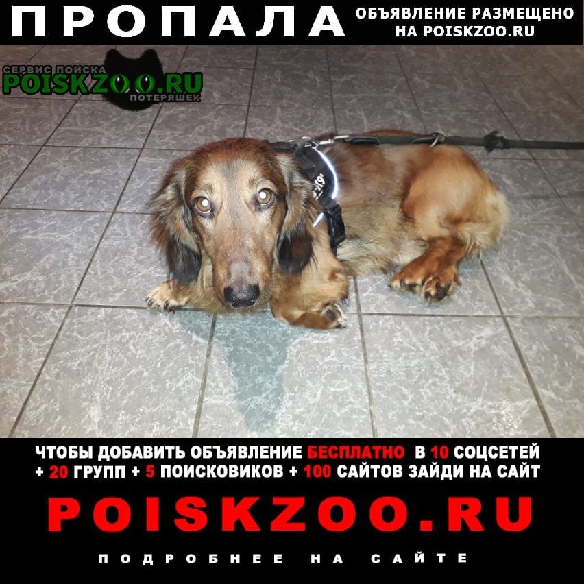 Пропала собака кобель такса Москва