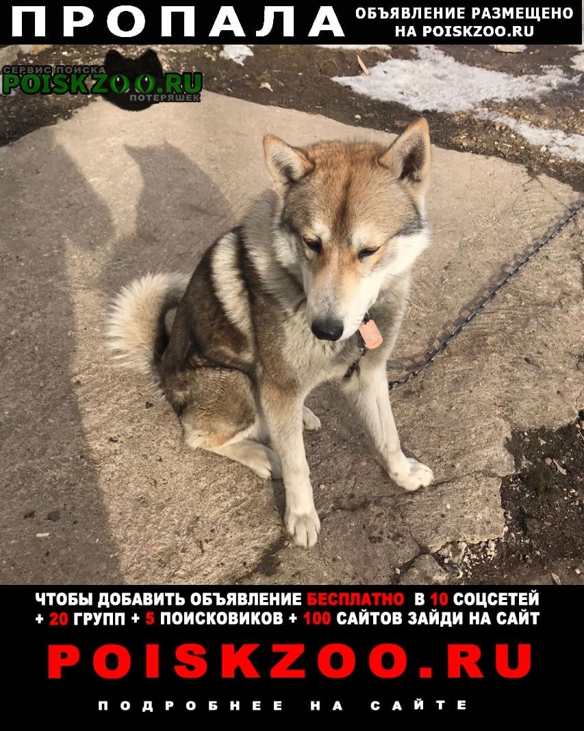 Пропала собака кобель сбежал лайк николо-боголюбского храма в Красногорск