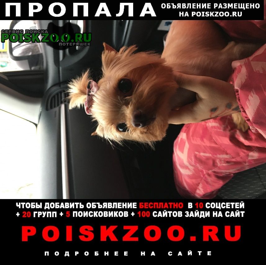 Пропала собака Ярославль