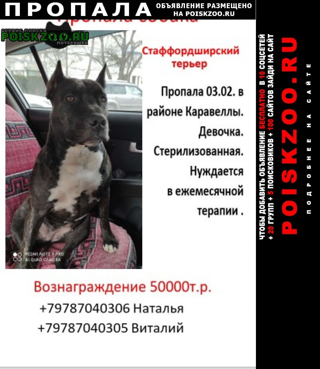 Севастополь Пропала собака
