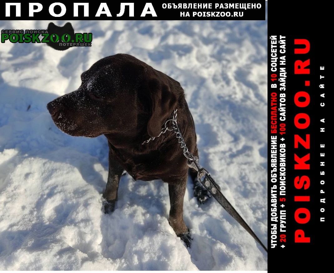 Пропала собака кобель лабрабор Москва