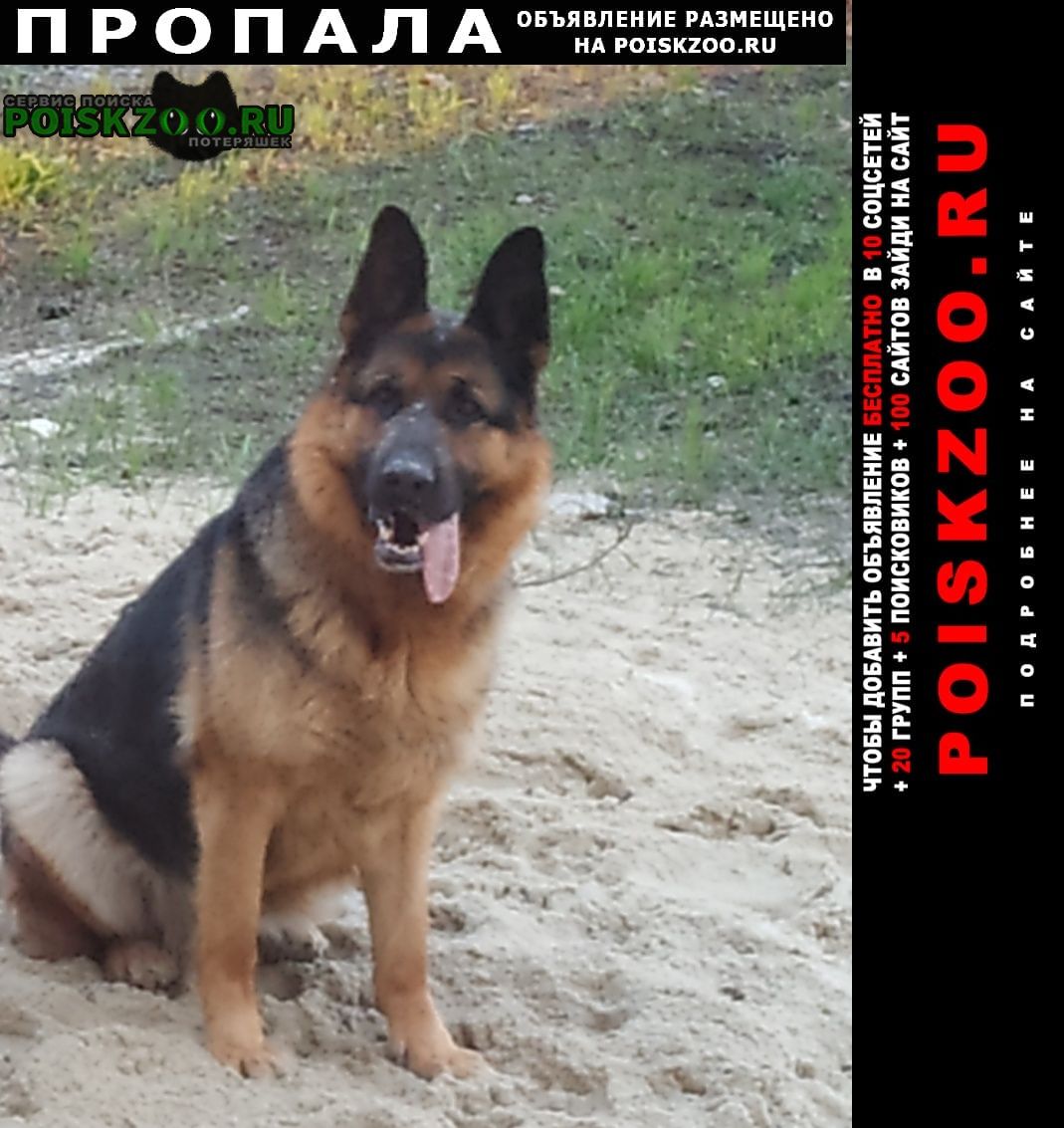 Белгород Пропала собака немецкая овчарка