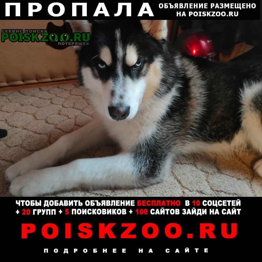 Москва Пропала собака кобель хаски, черно-белый, глаза голубые