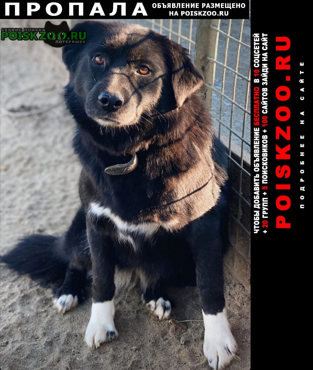 Пропала собака долли в новокосино г. москвы Москва