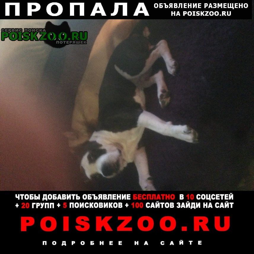 Пропала собака кобель Волгоград