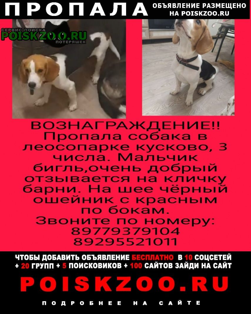 Пропала собака кобель собака бигль, отзывается на кличку барни Москва