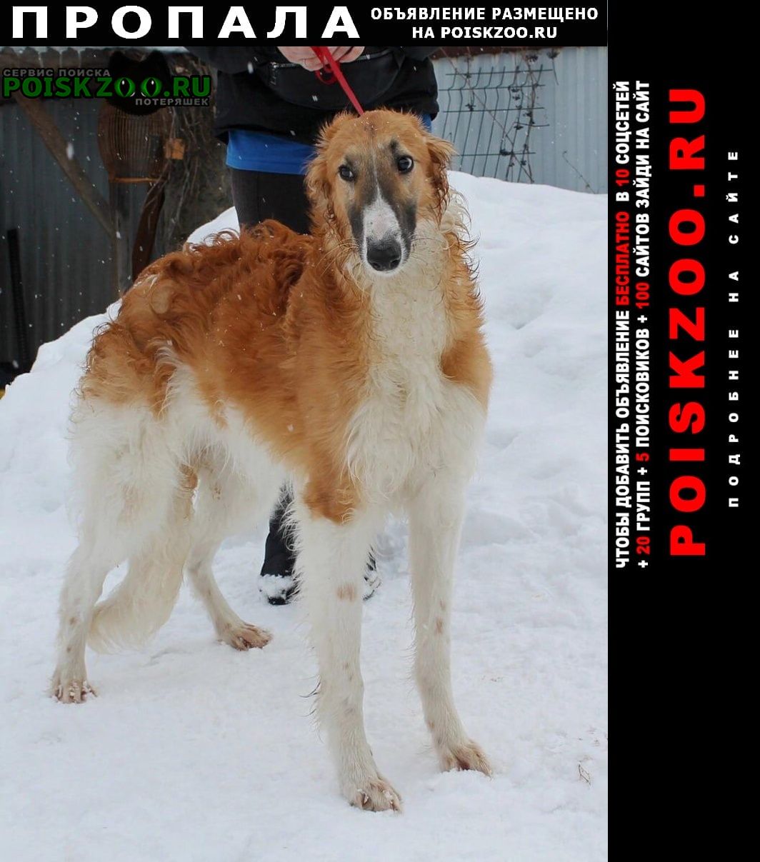 Пропала собака кобель русская псовая борзая Одинцово