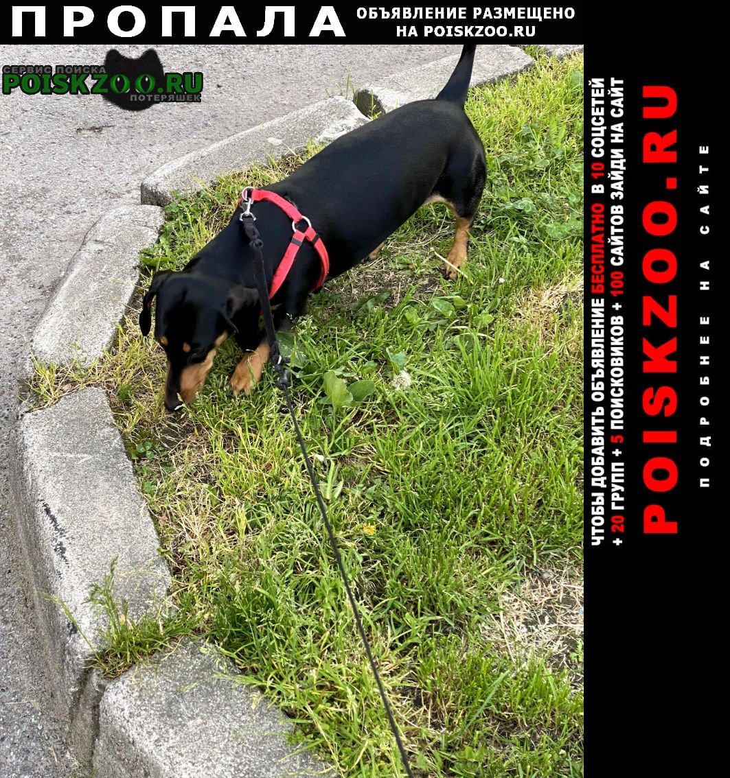 Калининград (Кенигсберг) Пропала собака такса