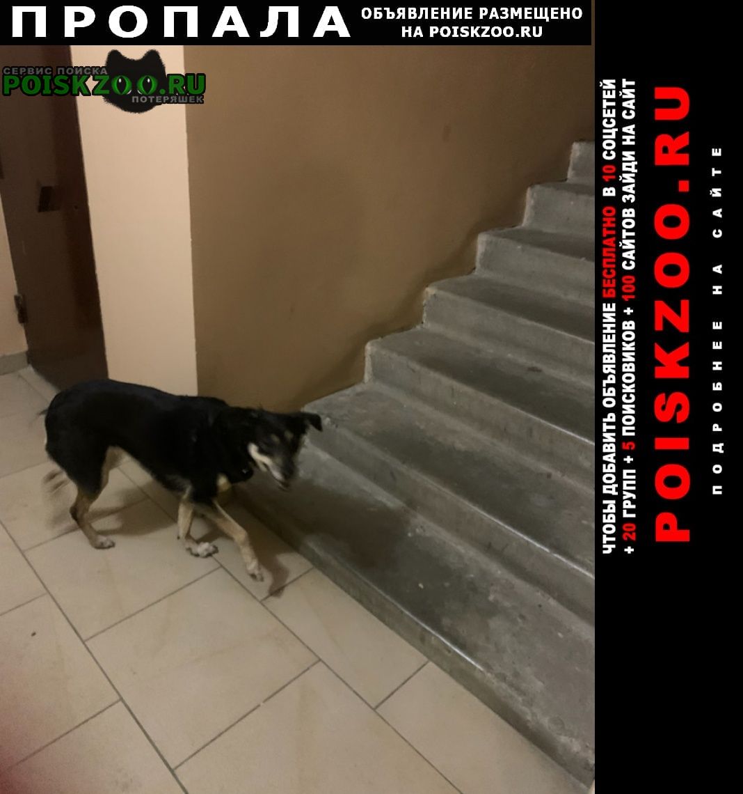 Саратов Пропала собака