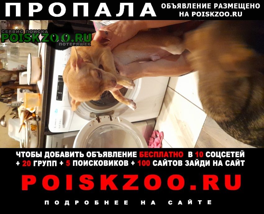 Гатчина Пропала собака кобель из подъезда на ул.достоевского 13