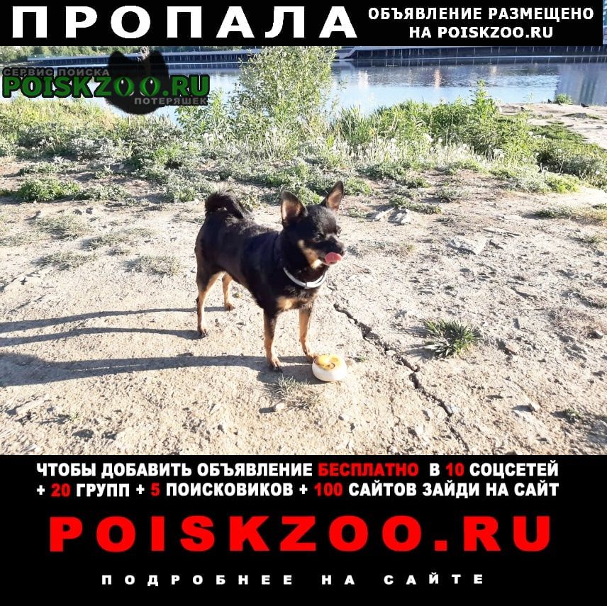 Пропала собака Екатеринбург