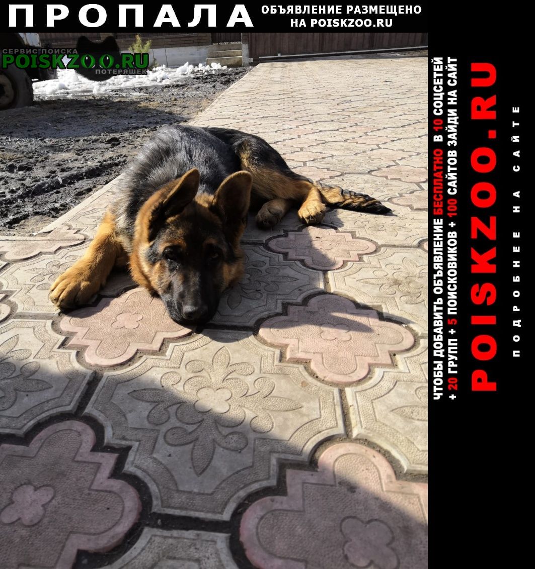 Серпухов Пропала собака щенок немецкой овчарки девочка