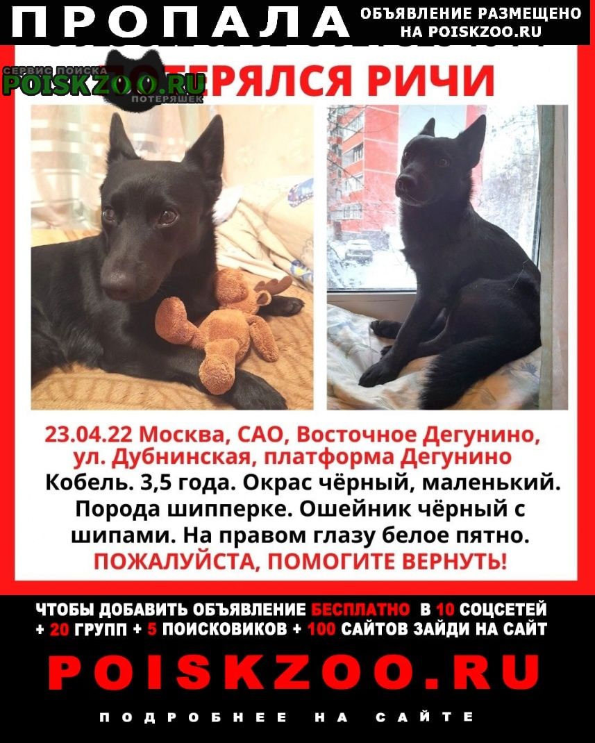 Москва Пропала собака кобель памагите