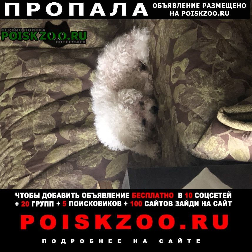 Пропала собака кобель потерялась собака, светлый окрас, порода Екатеринбург