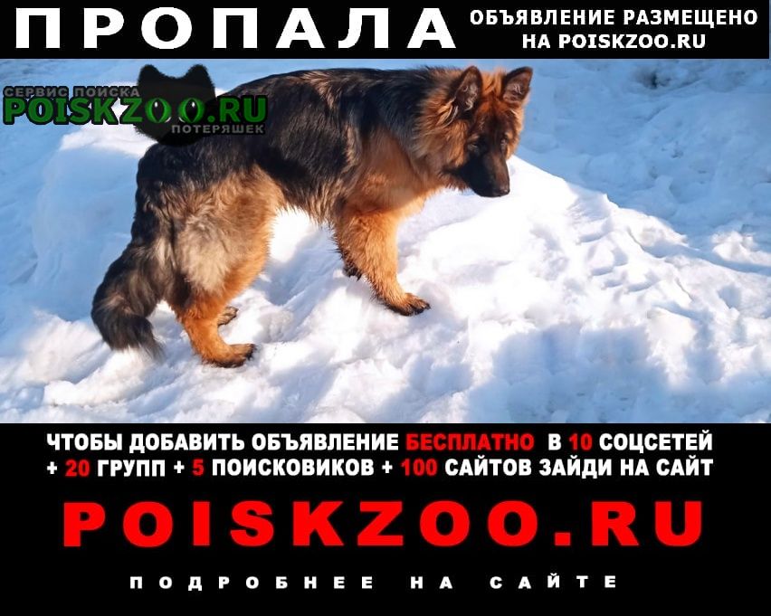 Пропала собака кобель Саратов