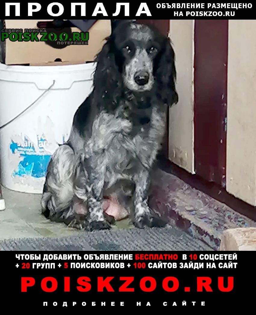 Пропала собака 8 лет Павлодар