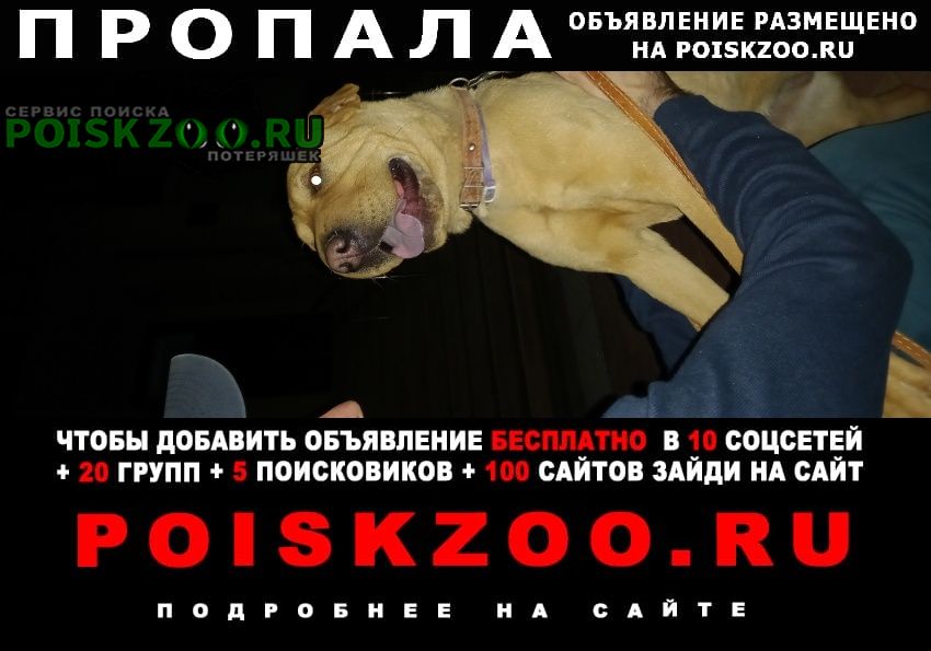Пропала собака Славянск-на-Кубани