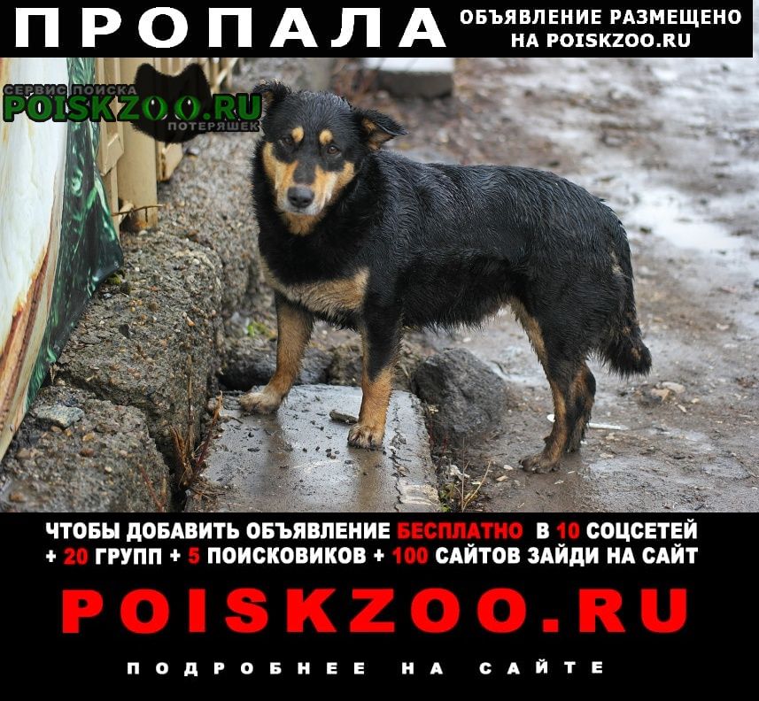 Пропала собака в р-не кп животные Донецк Донецкая обл.