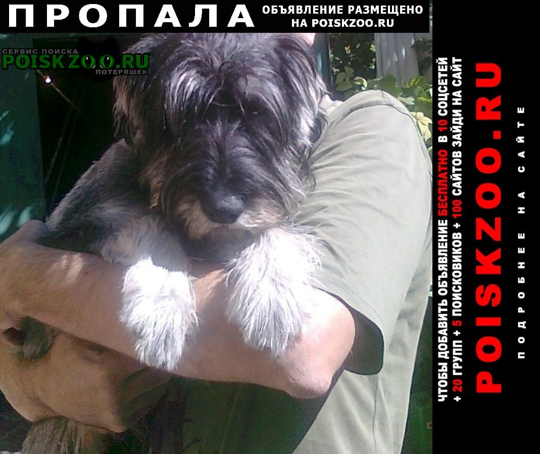 Луганск Пропала собака кобель