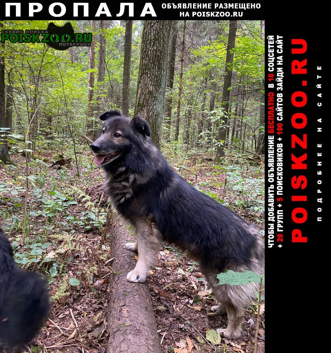 Пропала собака кобель любимый пёс тиша Москва