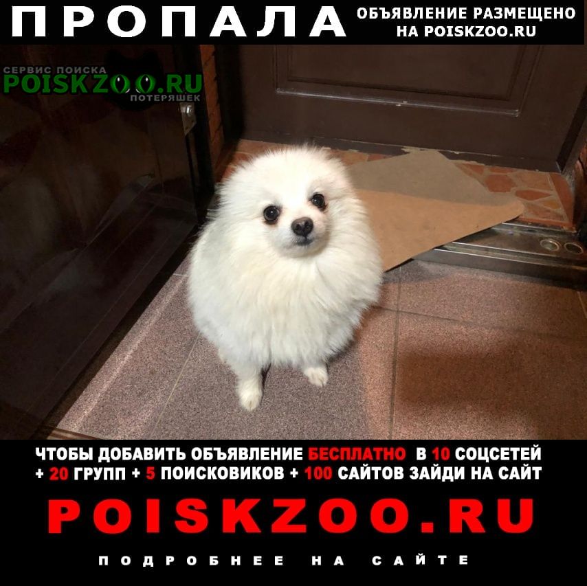 Пропала собака кобель вознаграждение Деденево