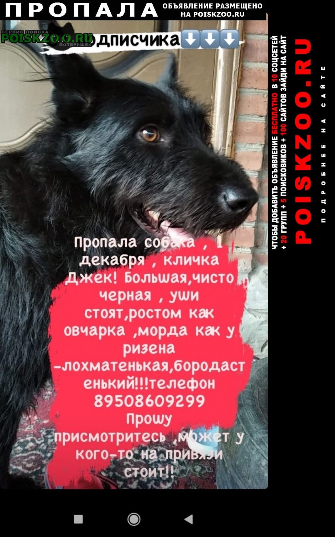 Пропала собака кобель помогите вернуть домой Новочеркасск