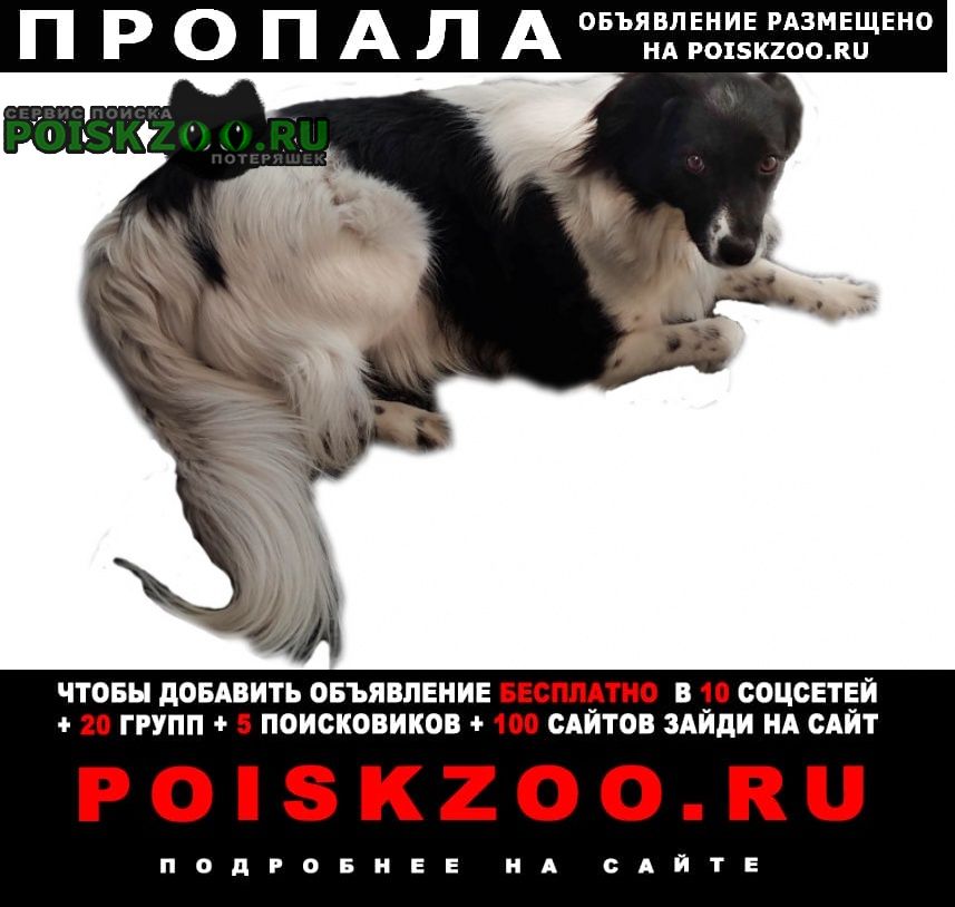 Белгород Пропала собака в 41 микрорайоне п. новосадовый