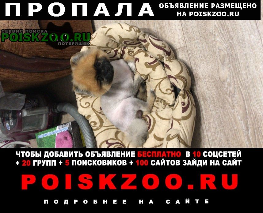 Борисов Пропала собака кобель собака барни