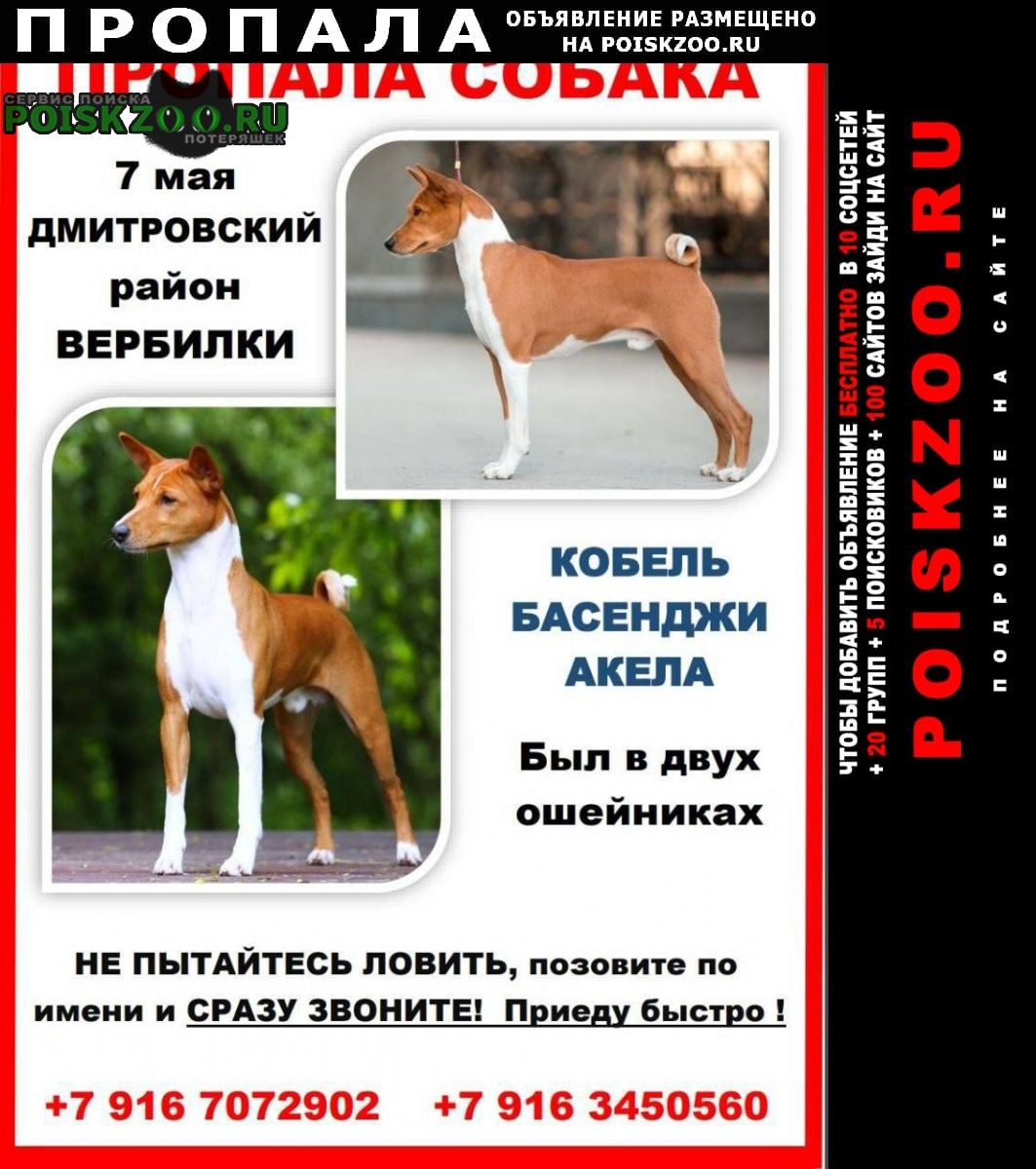 Пропала собака кобель басенджи московская область Москва